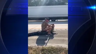 Barefoot Florida man wrangles alligator on I-95 in Jacksonville