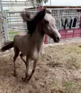 Young horse kept in dark, cramped pen his whole life runs laps with joyful abandon after he’s freed: video