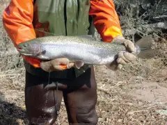 Free steelhead identification decals help Lake Superior anglers avoid keeping protected fish