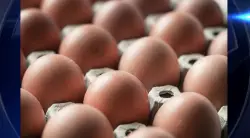 Salmonella outbreak linked to eggs sickens dozens of people across 7 states
